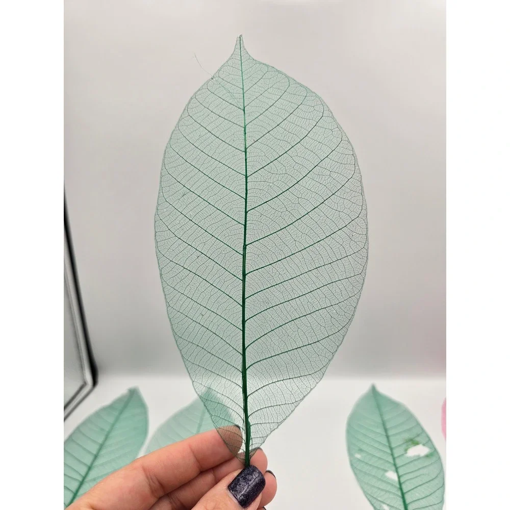 Skeleton Leaves Green Pink‎ Botanical Decor Crafting Floral Arrangements